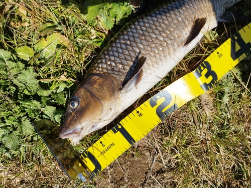 コイの釣果