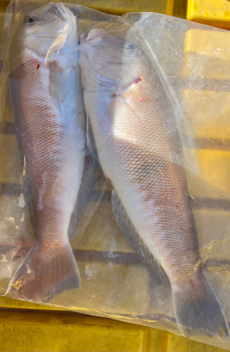 シロアマダイの釣果