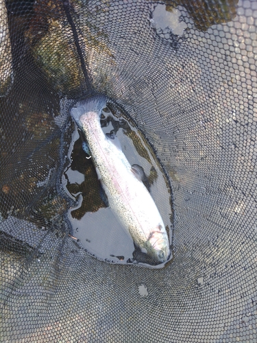 ニジマスの釣果