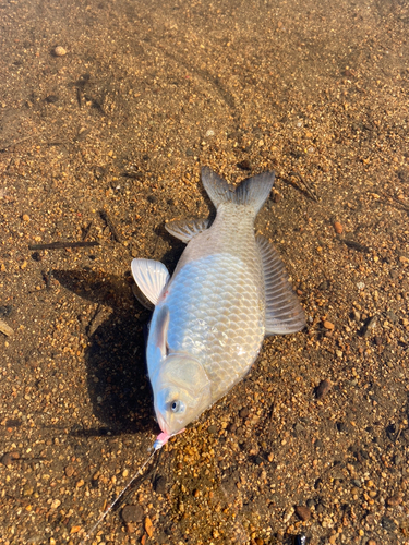 ヘラブナの釣果