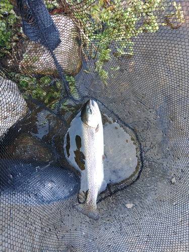 ニジマスの釣果