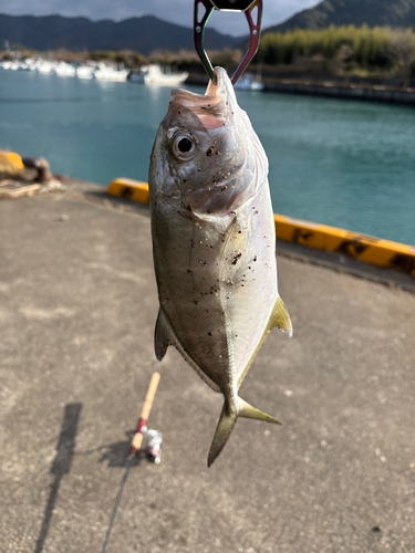 メッキの釣果