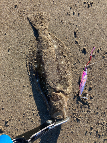 ヒラメの釣果