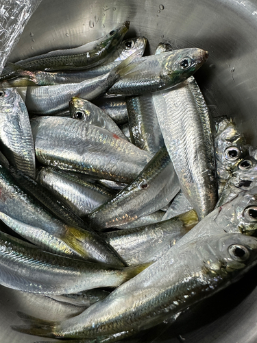 サッパの釣果