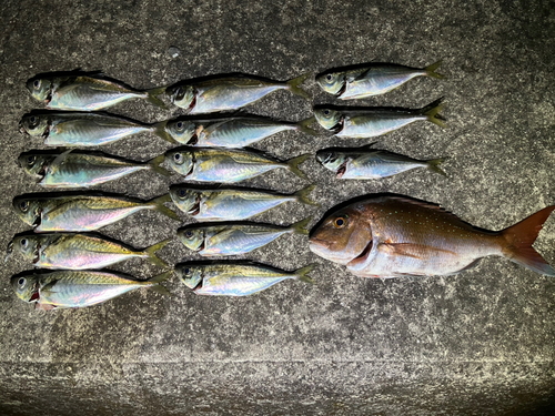 アジの釣果