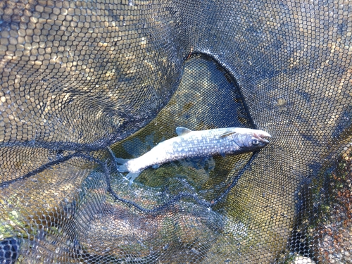 イワナの釣果