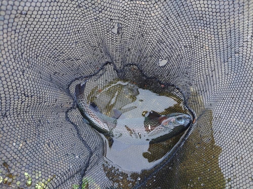 ニジマスの釣果