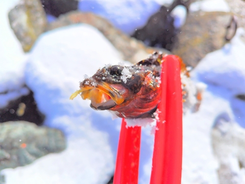 ニジカジカの釣果