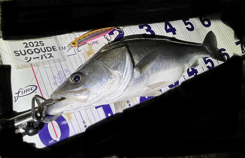 シーバスの釣果