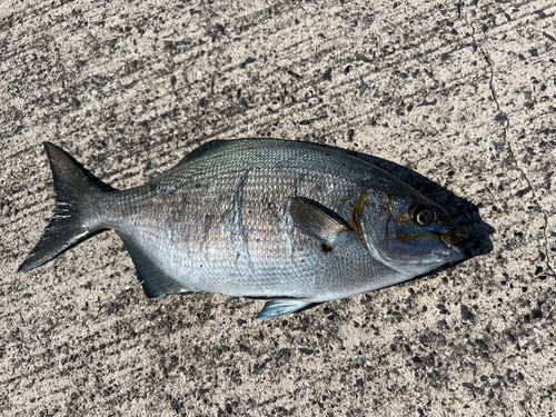 イスズミの釣果