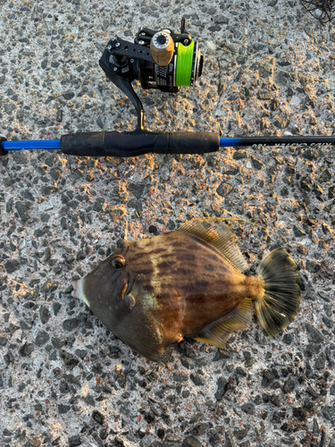 カワハギの釣果