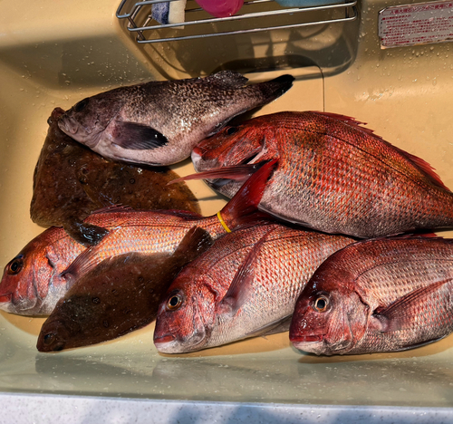 マダイの釣果