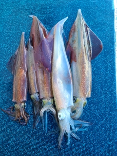 ヤリイカの釣果