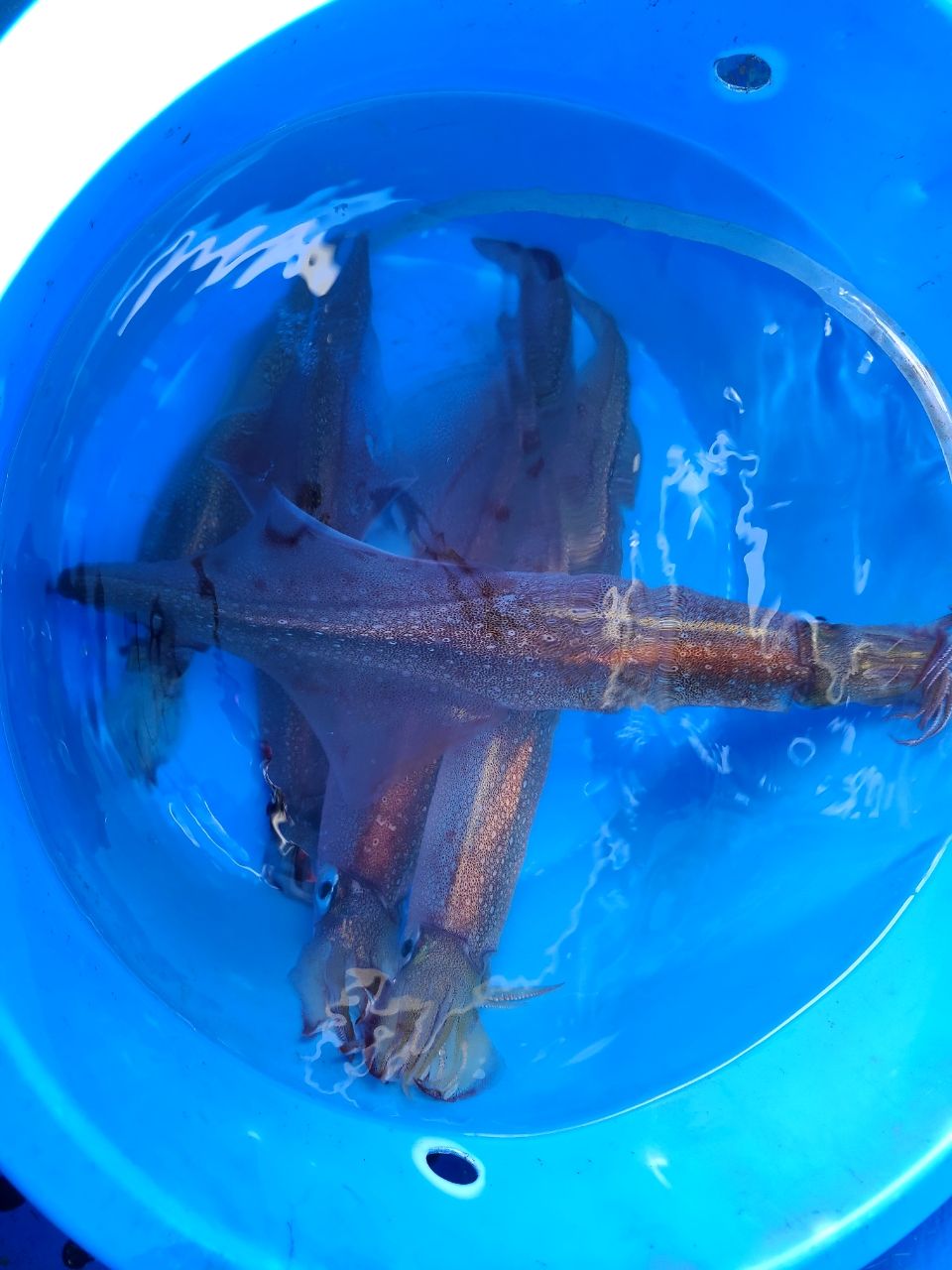 hatogayaさんの釣果 2枚目の画像