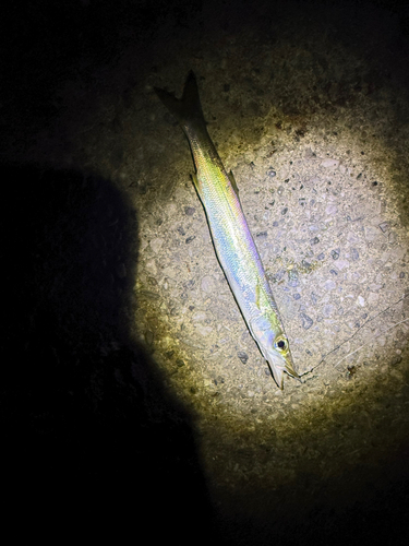 カマスの釣果