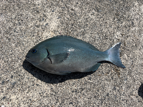 クロメジナの釣果