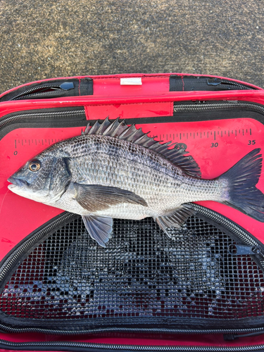 チヌの釣果