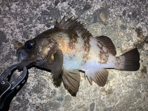 メバルの釣果