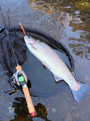 ニジマスの釣果