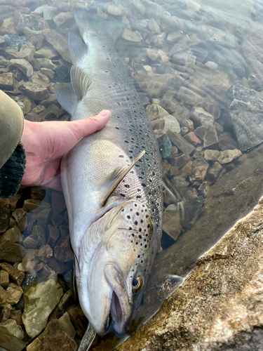 ブラウントラウトの釣果