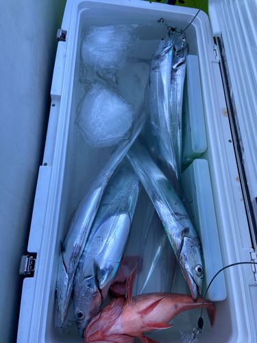 タチウオの釣果