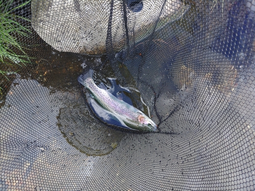 ニジマスの釣果