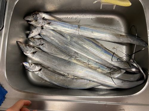 タチウオの釣果