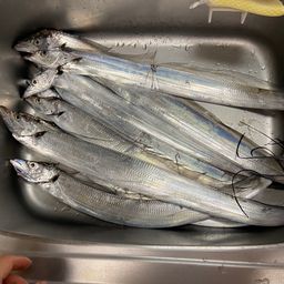 タチウオ