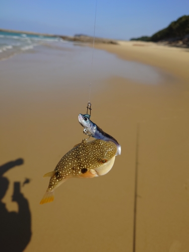 フグの釣果