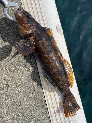 アイナメの釣果