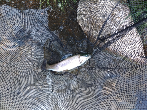 ニジマスの釣果