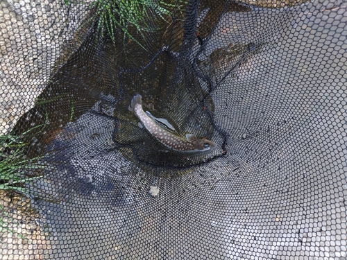 イワナの釣果