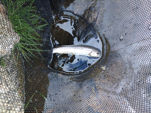 イワナの釣果