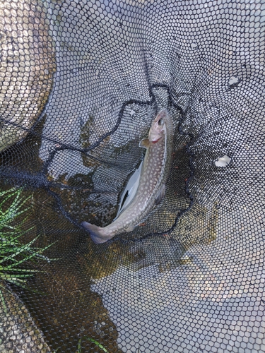 イワナの釣果