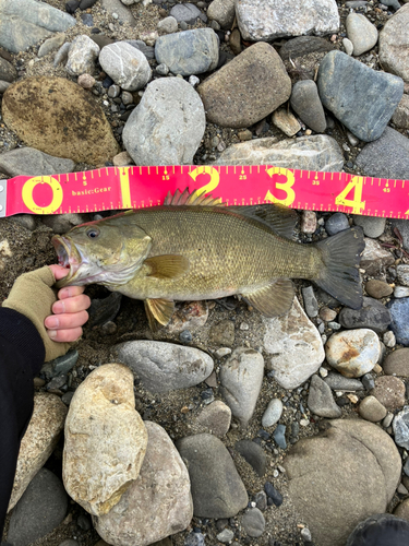 スモールマウスバスの釣果