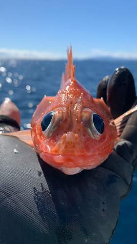 ユメカサゴの釣果