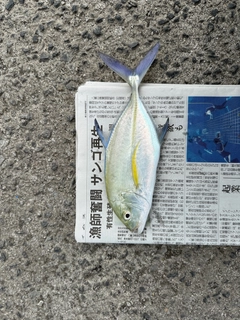 カスミアジの釣果