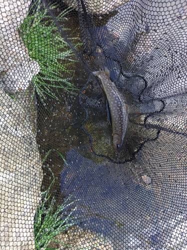 イワナの釣果