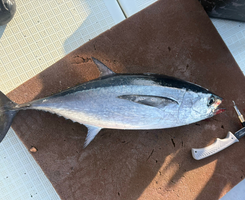 コシナガマグロの釣果