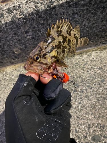 ベッコウゾイの釣果