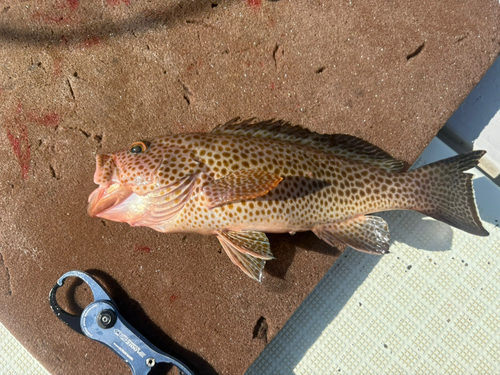 オオモンハタの釣果