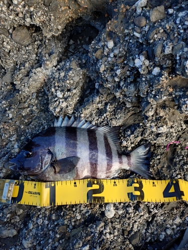 イシダイの釣果