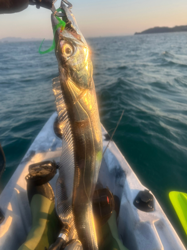 タチウオの釣果