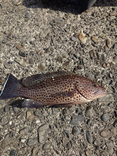 オオモンハタの釣果