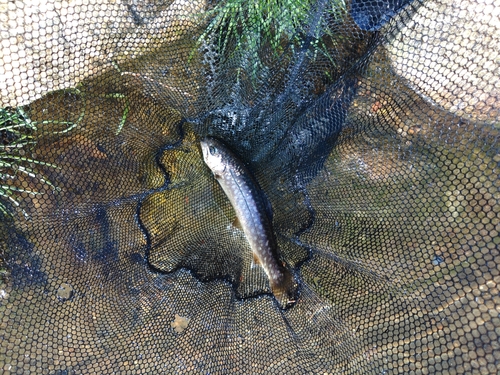 イワナの釣果