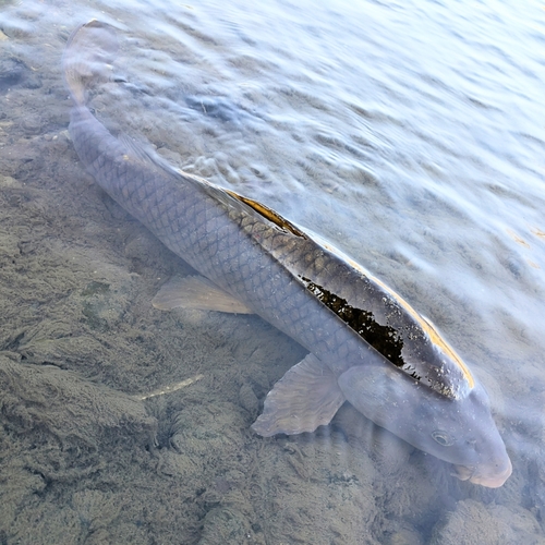 コイの釣果