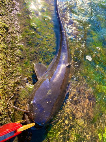 ナマズの釣果