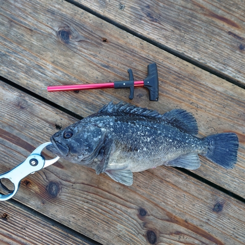 クロソイの釣果