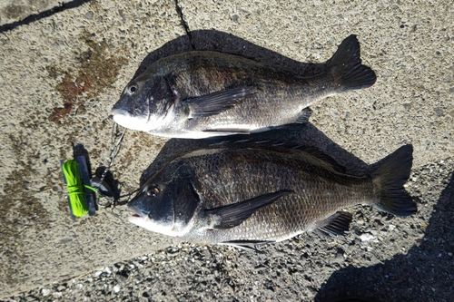 クロダイの釣果