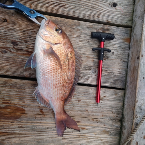 マダイの釣果